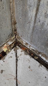 These tiny frogs decided to recreate the zombie wall climbing scene from "World War Z" and it is adorable. #Animals #Frogs Want to be featured? Message us your #AnimalVideos! | Animalistic