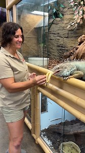 292K views · 3.8K reactions | The Reptile Zoo on Reels | Facebook