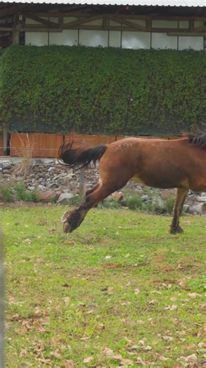 Badoo es nuestro caballo Percherón de color café, una raza originaria de Francia reconocida por su impresionante tamaño y fuerza. 🐎 Estos enormes animales fueron utilizados históricamente como caballos de guerra y más adelante para trabajos agrícolas y de tiro pesado, gracias a su potencia y resistencia. ¿Aún no conoce a este gigante noble? Conózcalo con su pase a la granja. | Hacienda Orosi