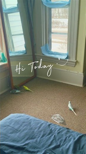 Budgies Think the Mirror Is Another Bird