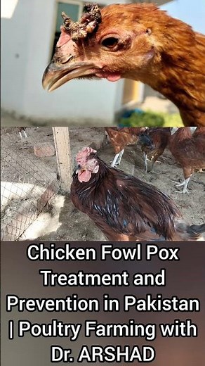 Symptoms of Fowl Pox in Poultry Birds | Dr. ARSHAD