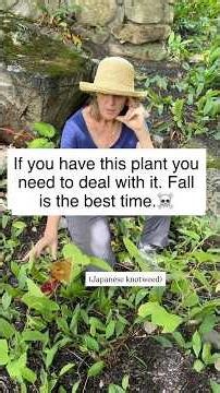 How To Treat Japanese Knotweed