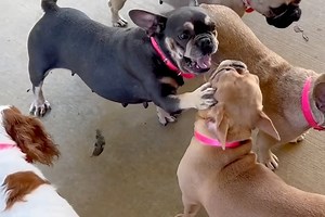 This is Persian, the oldest mama dog that was rescued from a life of puppy producing, she is 7 years old, lived her entire life in there giving birth to who knows how many pups for the public to buy at pet store, and online brokers. She came to us with her teets hanging down filled with milk as she just weaned her last litter unbeknownst to her. She just got lucky and was bought by us for 100 bucks, otherwise she would have just moved to another mill waiting for her to come into heat again to ma