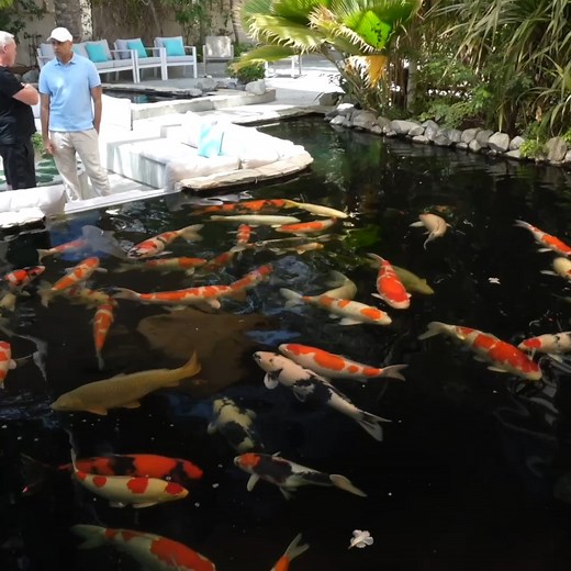 30K views · 571 reactions | Inside Dubai’s Most Stunning Mega Koi Pond 勞 Step inside Dubai’s most breathtaking mega koi pond! Watch as we explore this luxurious oasis filled with massive, rare, and expensive koi fish. From stunning water features to vibrant, oversized koi, this is a must-see for fish lovers!  Like, share & comment if you’d love to have a pond like this!  #Fish #DubaiLuxury #pondlife #FishLovers | Yvo - The Koi Partner | Facebook