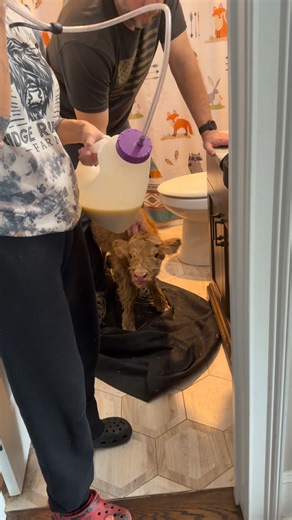 So sorry to leave everyone hanging! What happened today was our sweet first timer MagPie, unexpectedly had her calf today. (We did not think she was this close- nor had a due date on him). When we found him, she had him on pure ice, and the poor babe had struggled to stand so hard on the ice he was all splayed out exhausted and had jammed his little face through the fence squares. His little mouth was so swollen and bloodied and he was really cold. He couldn’t stand to have nursed so I knew we w