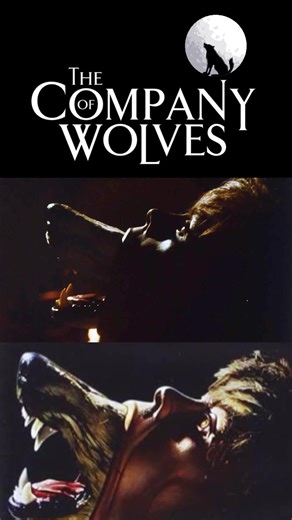 THE COMPANY OF WOLVES (1984) Directed by Neil Jordan. Young Rosaleen dreams that she lives in a forest with her family. When her sister is killed by wolves, she is sent to live with her grandmother while the villagers hunt the forest for the pack. #horror #horrortok #werewolf #80s #fyp