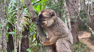 A Grey Mouse Lemur Perched On A Tree Branch In The Madagascar Rainforest. small primate native to Madagascar, sits perched on a tree branch, its tail curled behind it.