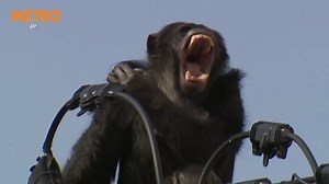 Chimp escapes