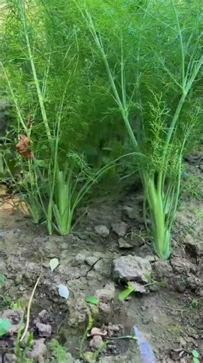 Fresh Fennel Harvest 🌿 | Home GardenGrowing Fennel Successfully at Home