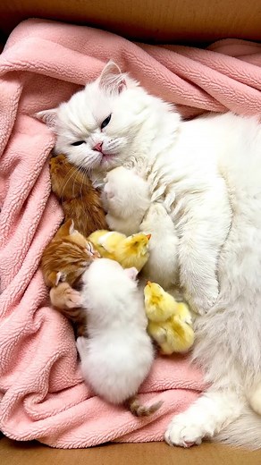 White Cat & Her Baby Kittens Make New Chick Friends! #CuteAnimals #CatAndKittens #Chicks #AnimalFriendship #TopDownView #ViralVideo #AwwMoments | Cat's & Pets
