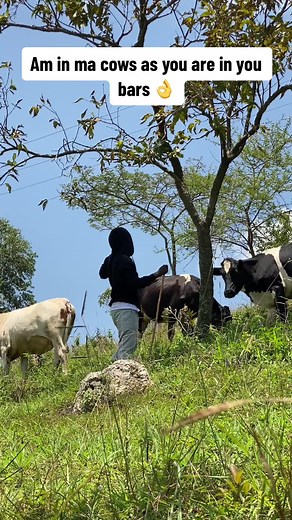 Exploring Kampala with Ankole Cows in Uganda
