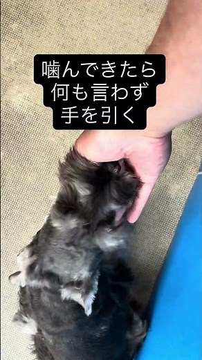 1分で成果を出す甘噛みトレーニング #甘噛み #シュナウザー #子犬