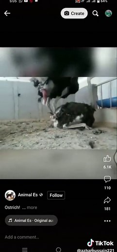 ostrich mating#AIManga #animallover #veterinarian #doctor #villagelife