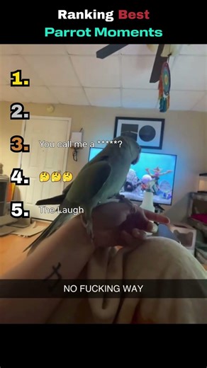 Ranking the Best Parrot Moments !!! #ranking #top5