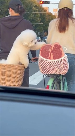 Steak Thief in Action! 😂#bichonfrise #puppy #dog #cute #viral