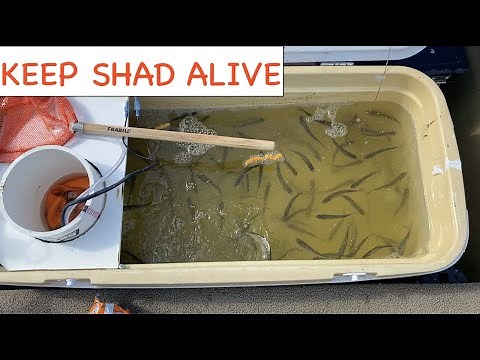 DIY Filtered, Aerated, and Circulated, Shad Bait Tank Build: keep shad alive!