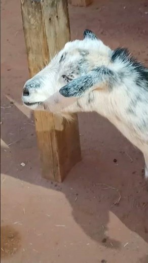 Tammys Search -Goats at Houston Zoo