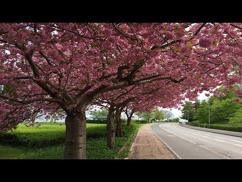 Close to the seaside, prunus serrulata kanzan, kwanzan, cherry blossom trees
