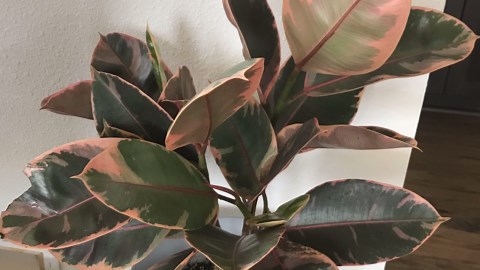 12 unique houseplants with gorgeous red stripes