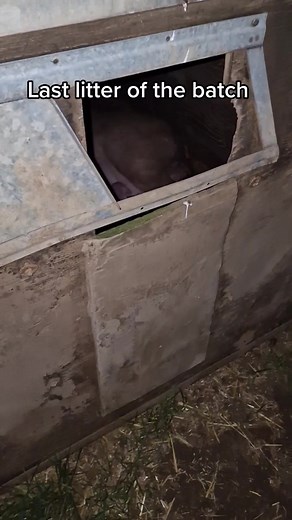 Outdoor Pig Farming: The Kenyan Pig Farmer's Last Batch of Piglets