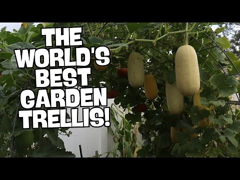 How to Build and Use a Cattle Panel Trellis