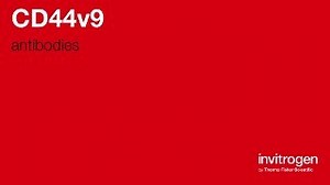 Anti-CD44v9 Antibodies | Invitrogen