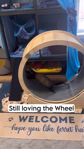 Levi’s favorite toy! . . . . . #ferrets #cuteferret #funnyferret #happypets #dontstopme #ferretfun #animalenrichment #catwheel #ferretmom #mykidshavepaws | Ferrettails