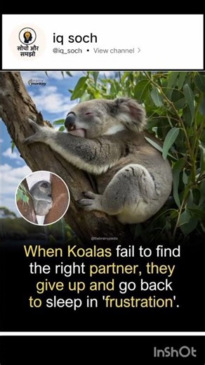 "Koala's Heartbreak: The TRUTH About Their Love Lives! 💔" shorts
