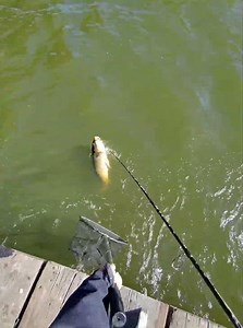 Easy Carp Catch at the Lake!