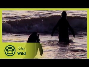 Urban Terror – Urban Animals - Animal Antics - Go Wild