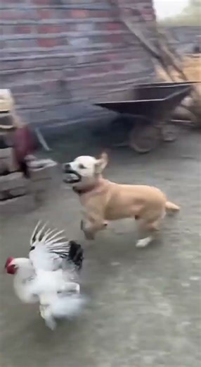 A Firecracker Story: When the Prankster Becomes the Hunted...