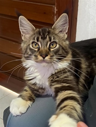 Whitefoot: 7 month old Maine Coon Female | Alvin Berry | Facebook