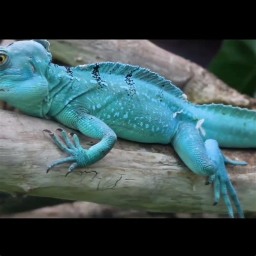 i wanna iguana, starfall colors green #shortsfeed #iguana #shorts #iguanapets
