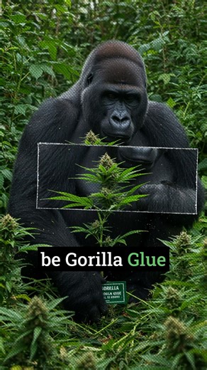 Don’t Sleep on GORILLA GLUE! #growtips