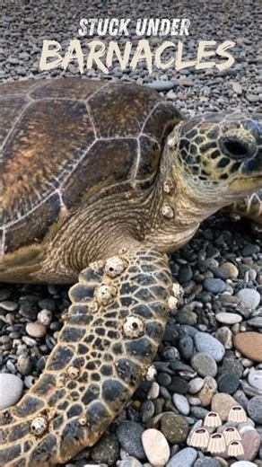 Covered in Barnacles! Sea Turtle Rescue That Will Melt Your Heart 🐢💧#motherhood