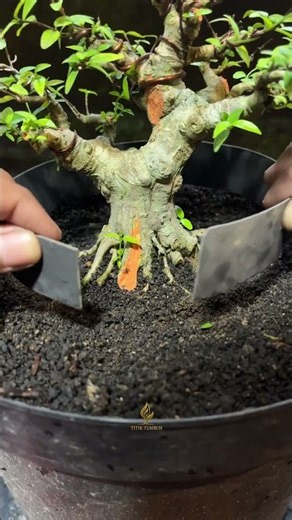 nebari correction; cut dominant roots, spread radial growth, build a stable base #bonsai #bonsaitree