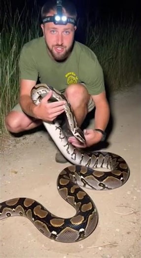 Face to Face With a Giant Python 😱🐍 #safaristories #wildlife #viral #lion #indiansafari