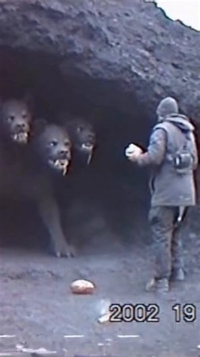 **Mağara Girişinde Üç Başlı Cerberus**Karanlık kayalık mağara ağzında, üç başlı, güçlü köpek-insan hibrit yaratık dişlerini göstererek agresif bir duruş sergiliyor. İnsan figürü karşısında territorial ve tehditkar bir tavırda bekliyor.Bu, gerçekten mitolojideki Cehennem Kapılarının bekçisi Cerberus’un yaşayan bir örneği mi, yoksa yeraltından çıkan üç başlı bir koruma varlığı mı?**Siz ne düşünüyorsunuz?**#Cerberus #ÜçBaşlıCanavar #MağaraKoruyucusu #TricephalicEntity #Cronovisor #UnderworldGuardia