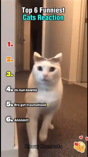 Top 6 Funniest Cats Reaction 😂 #shorts