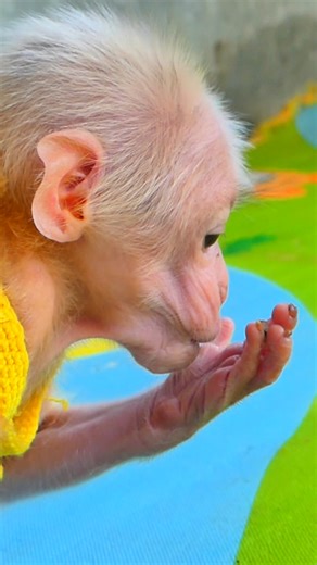 5.1K views · 115 reactions | Grooming Baby Monkey Lucy After Rescue Shows Peace and Comfort Returning  #Monkeyreels #BabyMonkeyLucy #Monkeyvideos | Monkey TV168 | Facebook