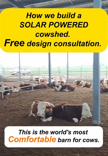 World's Most Comfortable Barn for Cows Revealed