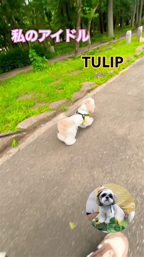 #チューリップ #tulip #財津和夫 #安部俊幸#姫野達也#宮城伸一郎#上田雅利#伊藤薫#吉田影#ニューミュージック #shihtzu #shihtzus