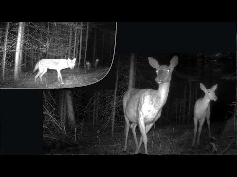 Trail Cam in the Upper Peninsula of Michigan "Ottawa Forest Trails"
