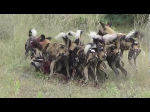 African Wild Dog Hunting in Botswana