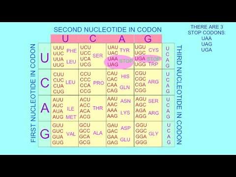 STOP & START CODONS
