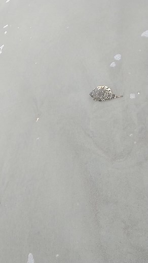 saving a fish from drowning part 6: flipping a fish across the beach draws helpful attention