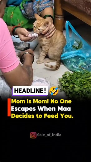 Sole of India | Saurav Kumar Jha on Instagram: "A funny and relatable video shows a mom forcefully feeding her child with full love and care. The child tries to escape, but as always, mom wins. The moment perfectly captures the universal truth — when a mother decides you must eat, there is simply no escape. The clip has left viewers laughing and nodding in agreement: mom is mom! 📩 DM For Clip Credit/Removal 🎥 CREDIT – @nithya.thecat #viralvideo #relatable #funny #momslove #animalslife"