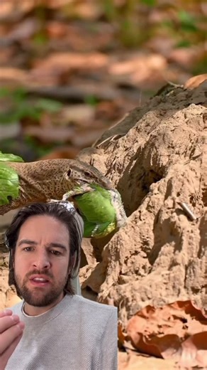 Scott Whitehead | Lizard saves a baby parrot from choking to death #lizard #reptile #parrot #bird #nature #fyp #foryou | Instagram