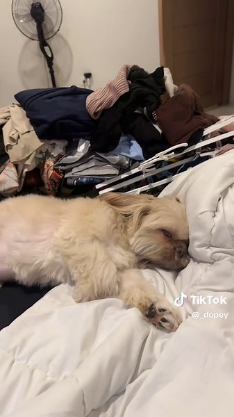 Dopey 🐻 (@_dopey)’s videos with original sound - Dopey 🐻