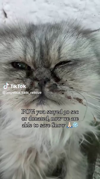 #Repost Are you gonna help us save our handsome boy Snow? #kitten #kittenrescue #straykitten #straycat